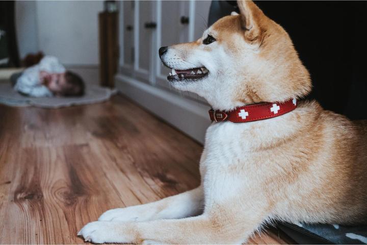 Image du produit Hunter Suisse (Chien, Général)