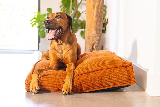 Produktbild Designed by Lotte Liegekissen (Hund)