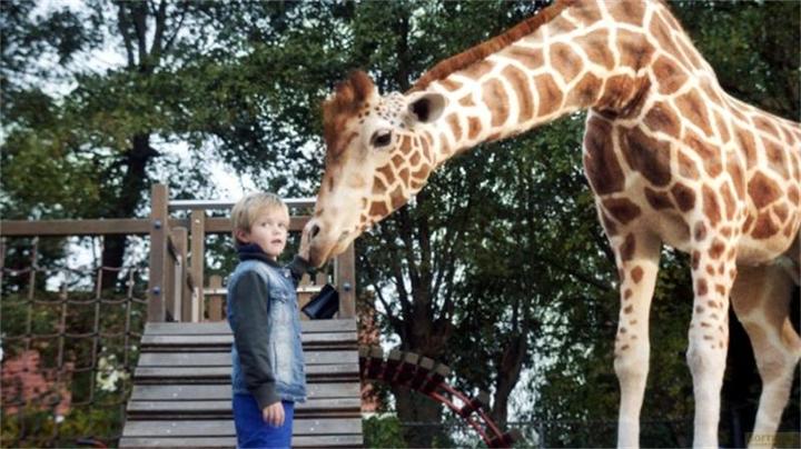 Immagine prodotto Plaion Il mio amico giraffa (Blu-ray, 2017, Tedesco)