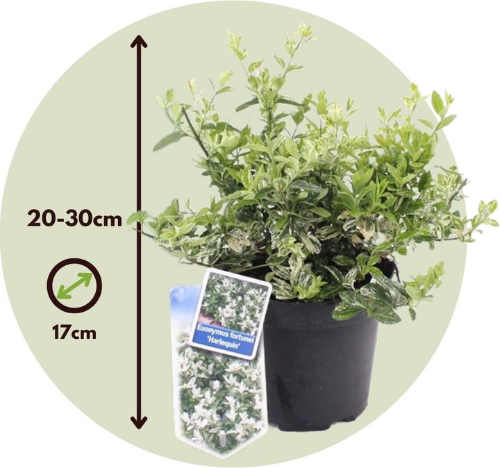 Immagine prodotto Plant in a Box Euonymus Harlequin - set di 4 piante da giardino (20 cm)