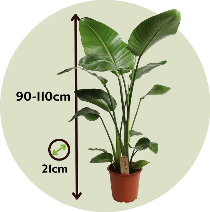 Produktbild Plant in a Box Strelitzia Nicolai - Paradiesvogelblume (110 cm)
