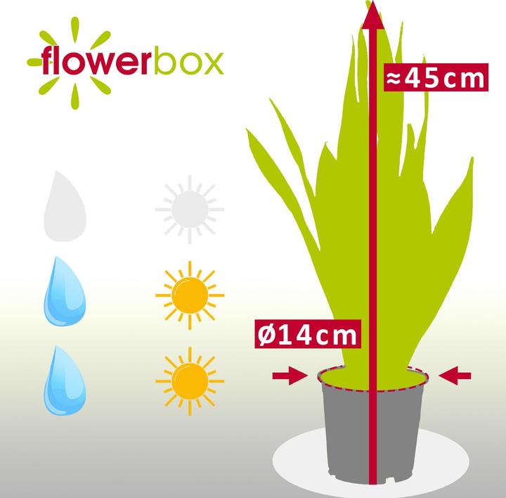 Immagine prodotto Flowerbox Canapa a fiocchi - Sansevieria trifasciata Laurentii (45 cm)