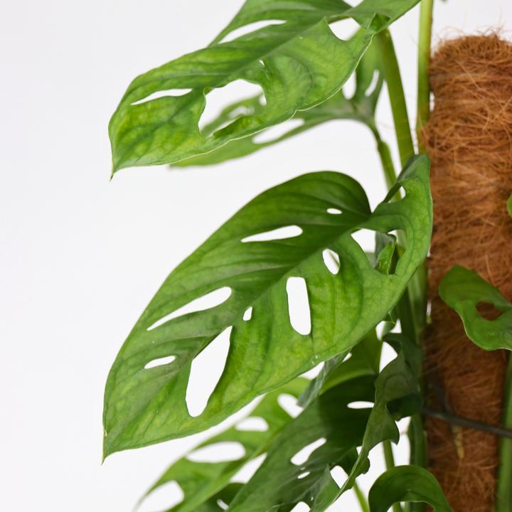 Produktbild Plant in a Box Monstera Monkey Mask - 2er Set Affenmaskpflanze auf einem Stab (60 cm)