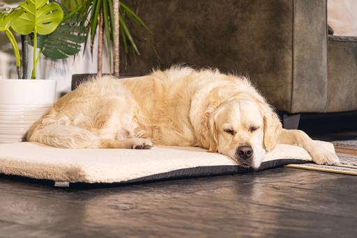 Productafbeelding Beeztees Ito (Hond)