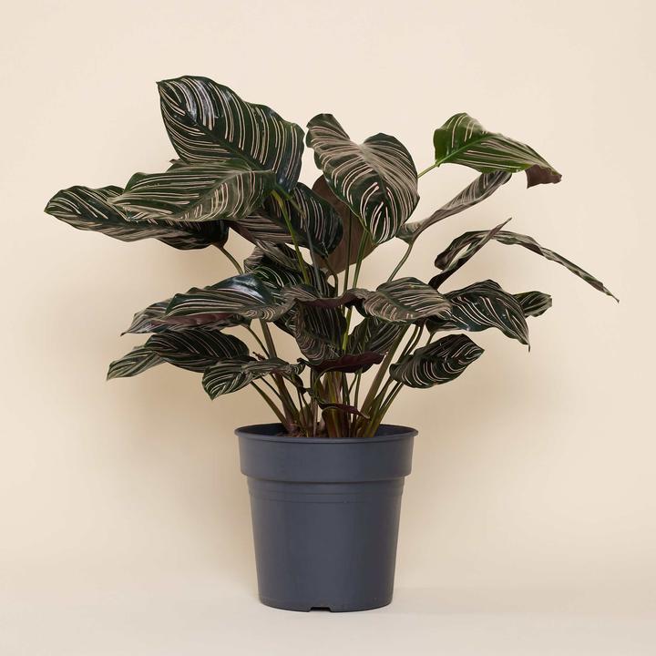 Produktbild Mary and Plants Calathea Ornata Sanderiana mit HAY Topf in Hellgrau (75 cm)
