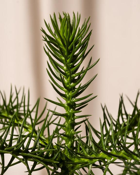 Immagine prodotto feey Zimmertanne (55 cm, Amichevole per gli animali, Appena rinvasata)