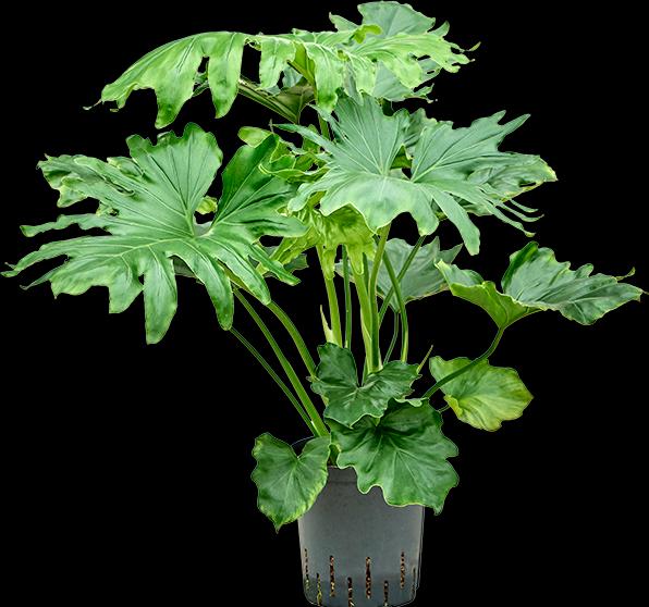Produktbild Mahaloplants Philodendron Selloum (75 cm)