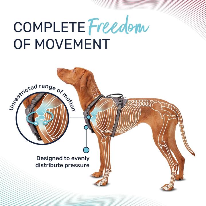Actual product image Company of Animals Halti Anatomy XL dog harness (XL, Dog, General)