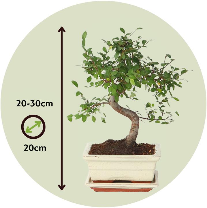 Image du produit Plant in a Box Zelkova serrata - Bonsaibaume (20 cm)