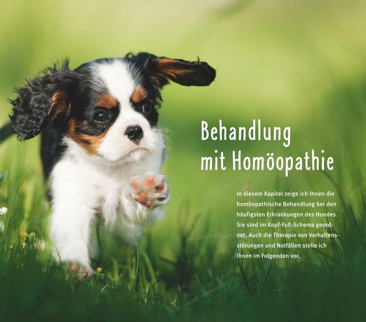 Immagine prodotto Homöopathie für Hunde (Tedesco, Elke Fischer, 2016)