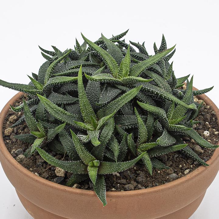Immagine prodotto Kakteen Gautschi Haworthia enon (15 cm)