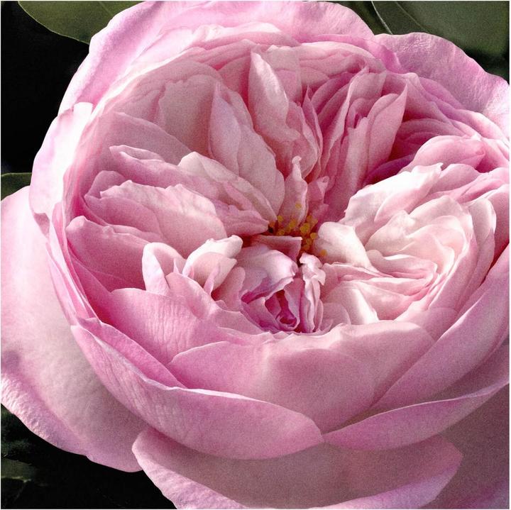 Produktbild Chloé Signature Rose Naturelle Intense (Eau de Parfum, 30 ml)