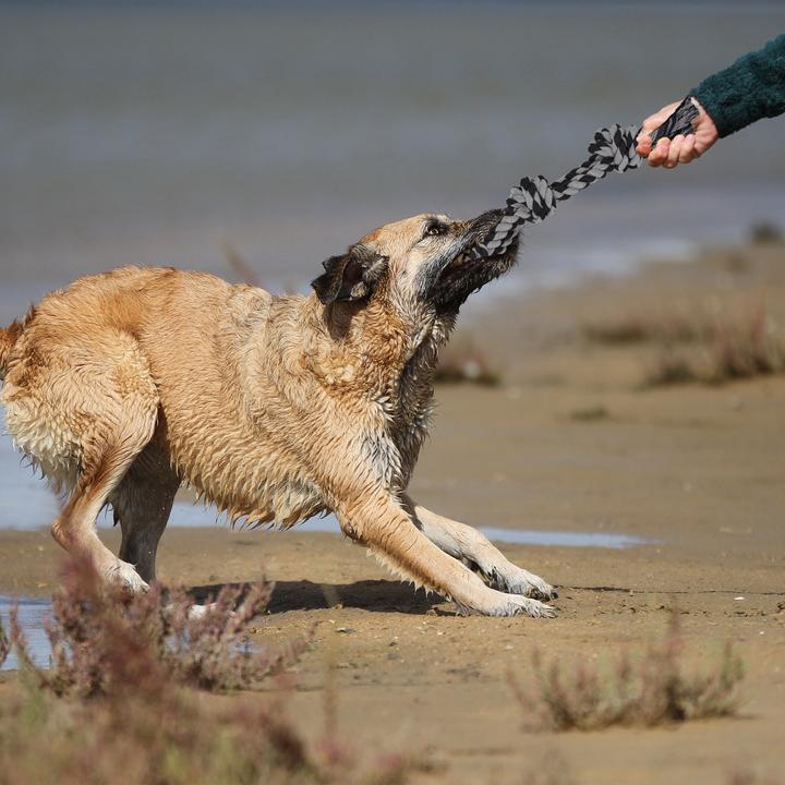 Produktbild Relaxdays Hundeseil (Zerrspielzeug Hund)