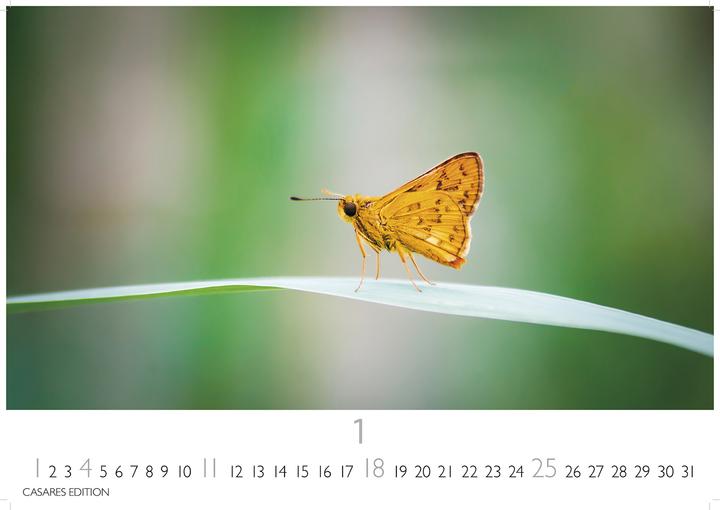 Immagine prodotto Schmetterlinge 2026 L 35x50cm (35 x 50 cm, Tedesco)