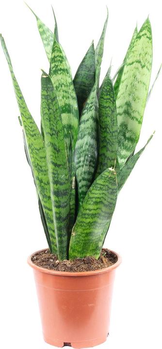 Produktbild Flowerbox Bogenhanf - Sansevieria trif. Black Coral