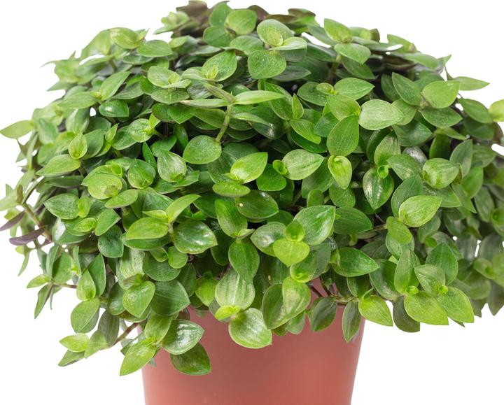 Produktbild Flowerbox Kriechendes Schönpolster - Callisia Turtle "Smit Eden Elegance" (15 cm)