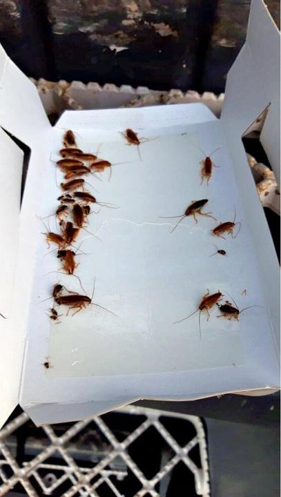 Actual product image Knock Off Insect trap small