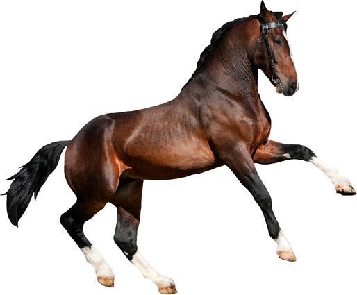Produktbild Trenddeko Real acting Horse (82 x 100 cm)