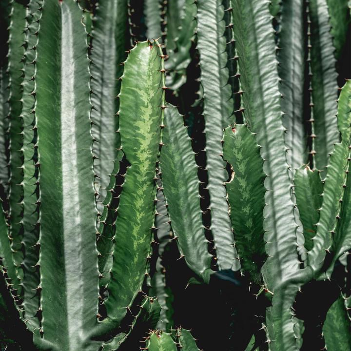 Produktbild Plant in a Box Euphorbia ingens - Kandelaber Euphorbie Kaktus (50 cm)