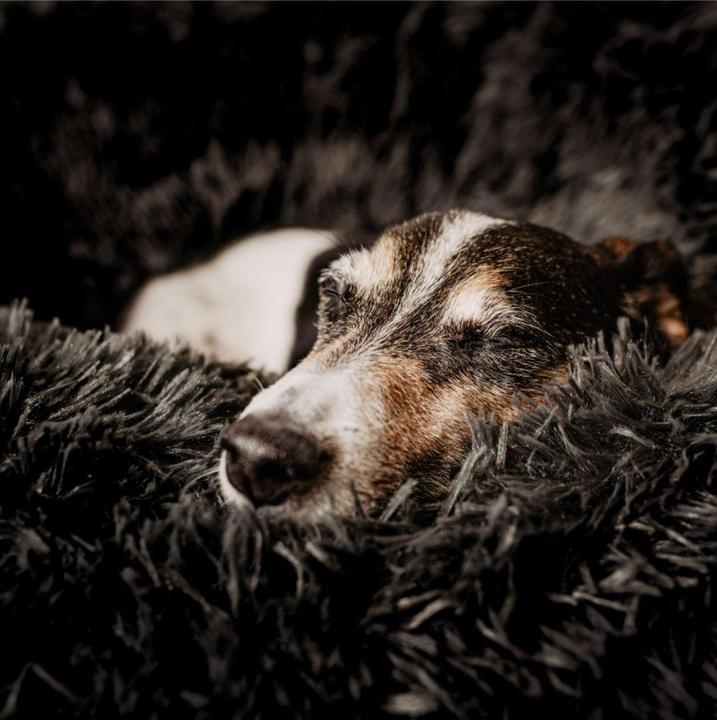 Image du produit District 70 Lit pour chien District70 duvet Donut (Chien, Chat)