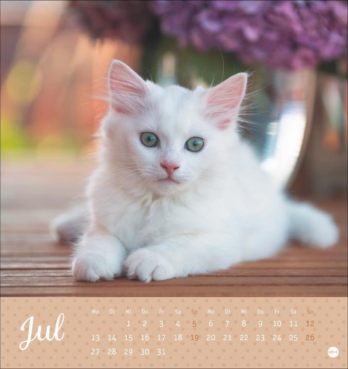 Image du produit Katzen Postkartenkalender Kleine Tiger 2026 (16 x 17 cm, Couverture rigide, Allemand)