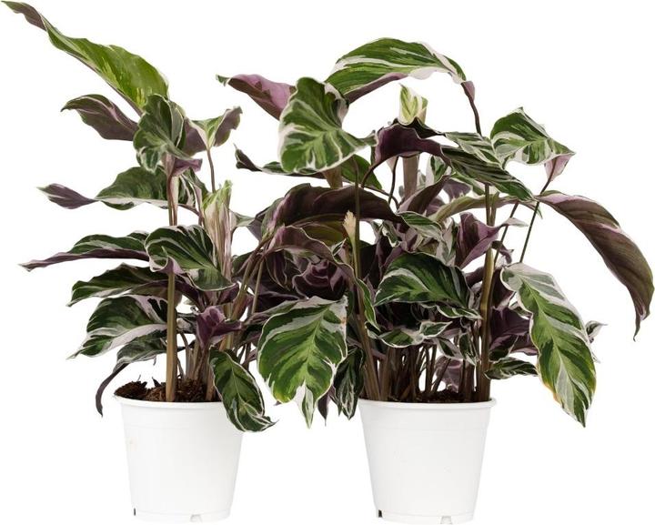 Image du produit Plant in a Box Calathea Lietzei "White Fusion" - Set de 2 maranthes en osier (30 cm)