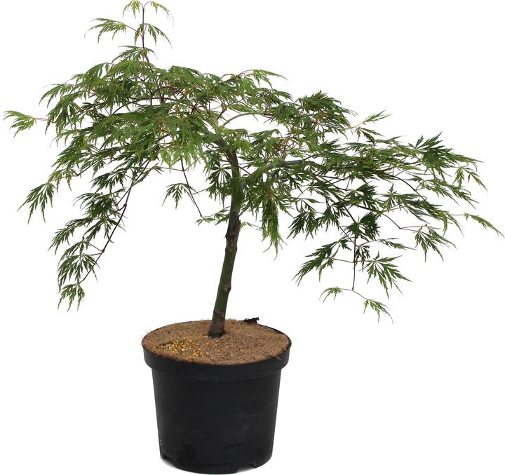 Produktbild Zulauf Japanischer Fächer-Ahorn / Acer palmatum 'Dissectum' (40 cm)