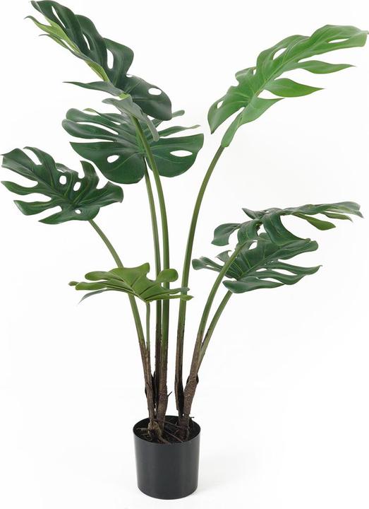 Actual product image present time Monstera (89 cm)
