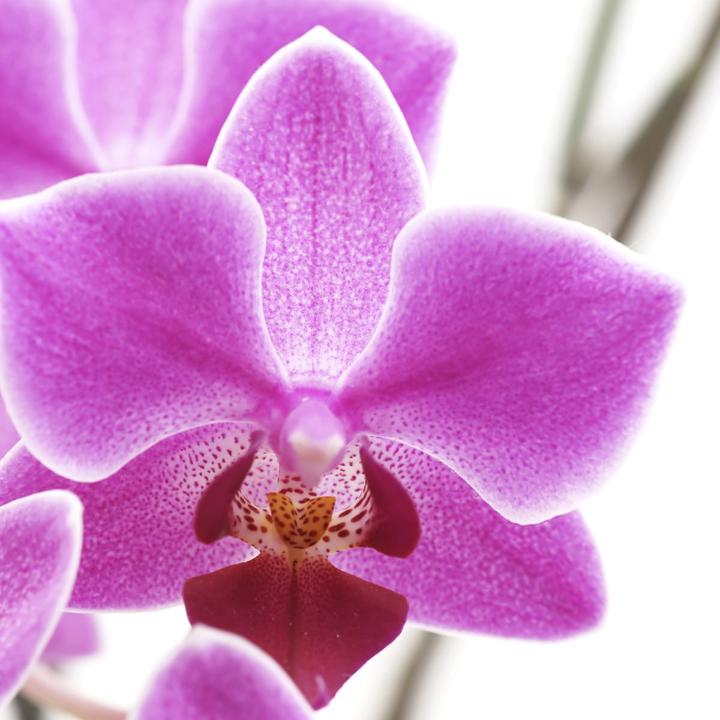 Produktbild Jamb Orchidee