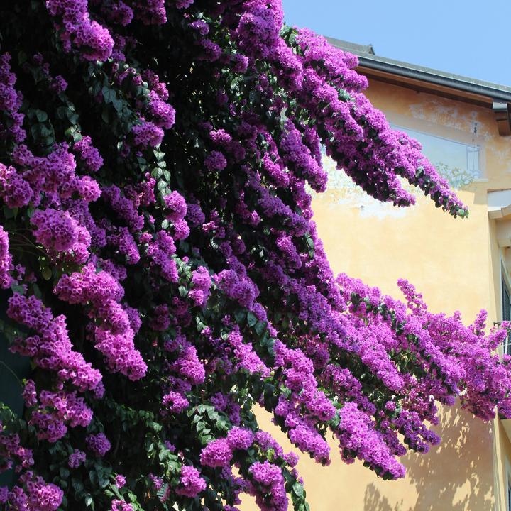 Produktbild Plant in a Box Bougainvillea 'Alexandra' - (50 cm)