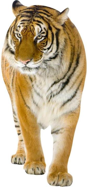 Produktbild Trenddeko Real Tiger (56 x 120 cm)