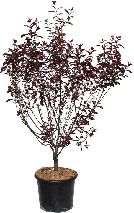 Immagine prodotto Zulauf Zwerg-Blut-Pflaume / Prunus cistena (125 cm)
