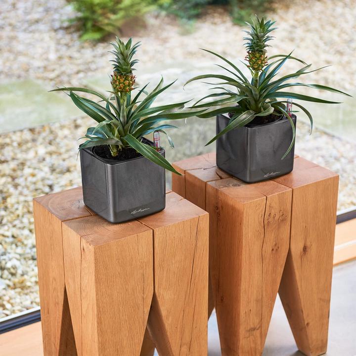 Immagine prodotto Lechuza Cubo lucido 14 (14 cm)