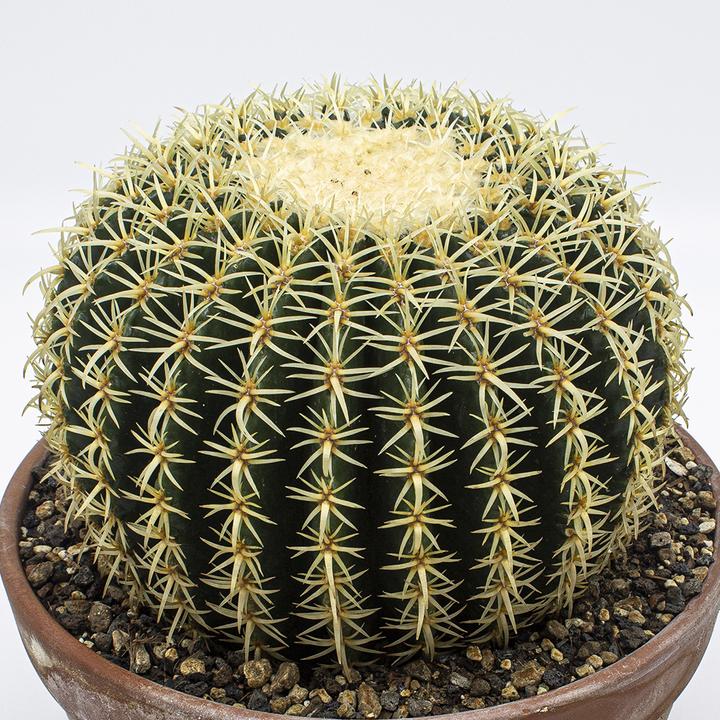Kakteen Gautschi Echinocactus grusonii brevispinus (20 cm)