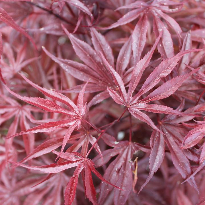 Produktbild Zulauf Japanischer Fächer-Ahorn Acer palmatum 'Peve Dave' (70 cm)