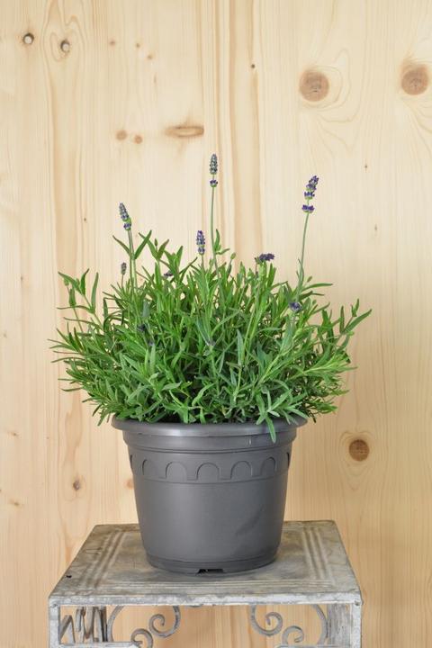 Immagine prodotto Säntispracht Il profumo mediterraneo Lavanda - Lavendula (40 cm)