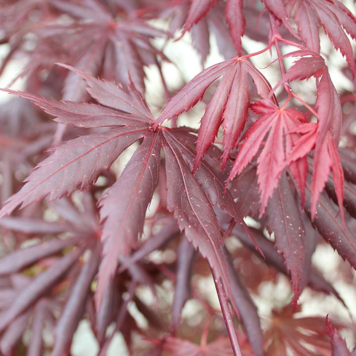 Actual product image Zulauf Japanischer Fächer-Ahorn / Acer palmatum 'Trompenburg' (80 cm)