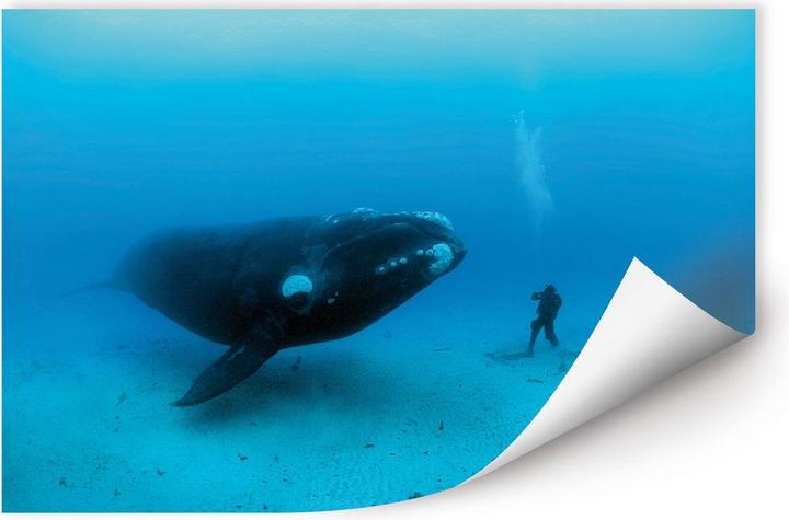 Image du produit National Geographic NG Baleine avec plongeur (60 x 40 cm)