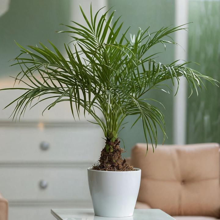 Produktbild Plant in a Box Phoenix roebelenii - Zwergdattelpalme (80 cm)