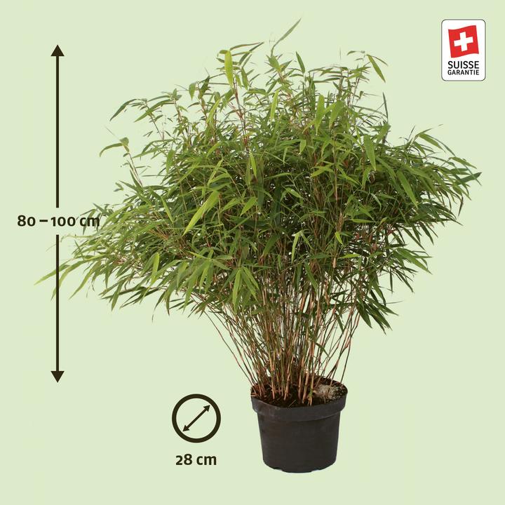 Immagine prodotto Zulauf Garten-Bambus / Fargesia rufa (100 cm)