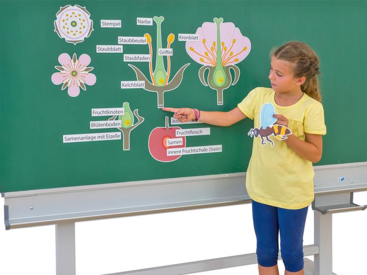 Actual product image Betzold Set: The cherry blossom (German)