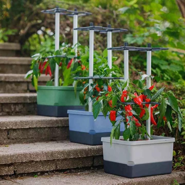Produktbild Gusta Garden Charly Chili (35.35 cm)