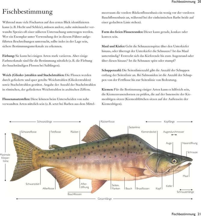Produktbild Süsswasserfische (19 cm)
