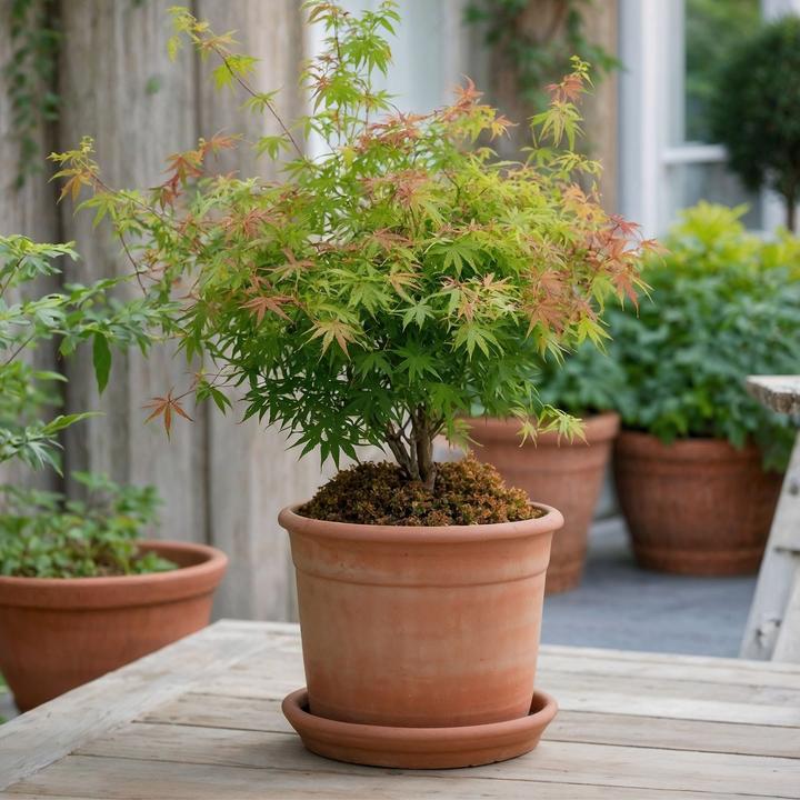 Actual product image Plant in a Box Acer palmatum 'Little Princess' - Japanese maple (45 cm)