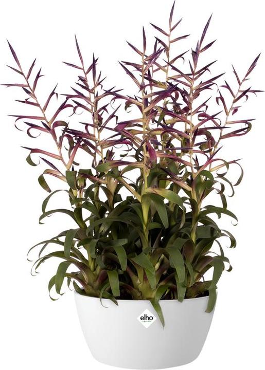 Produktbild Elho Brussels Bowl (22.90 cm)