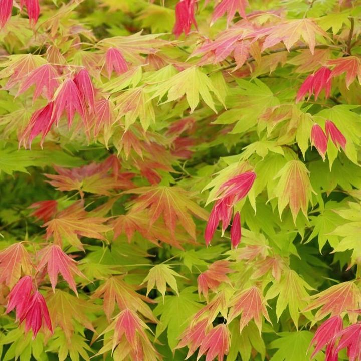 Image du produit Plant in a Box Acer palmatum 'Moonrise' - Érable à feuilles d'érable (40 cm)