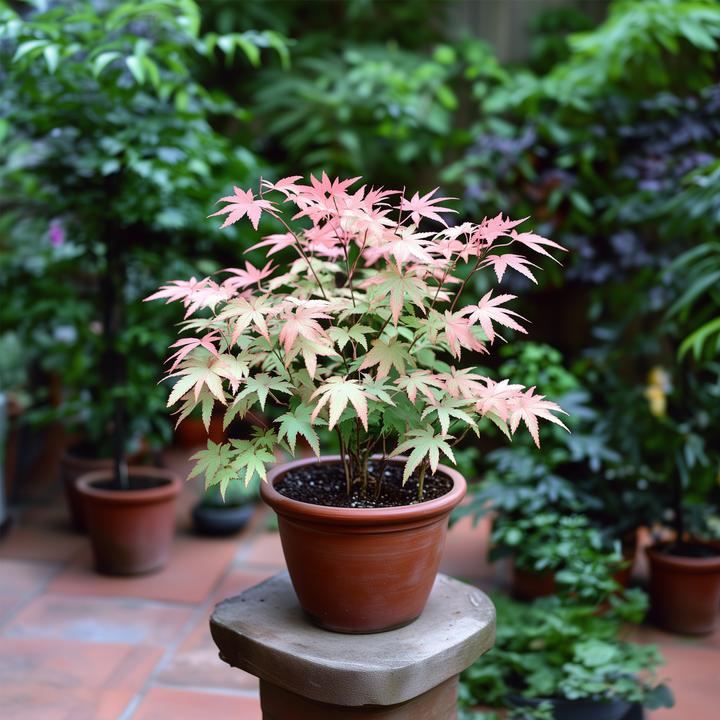 Produktbild Plant in a Box Acer Palmatum 'Taylor' - 2er Set Ahornbäume (50 cm)