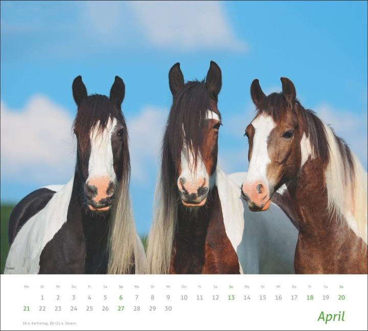 Actual product image Horse picture calendar 2024. animal calendar for horse lovers. Calendar with spectacular photos of (Hardcover, German)