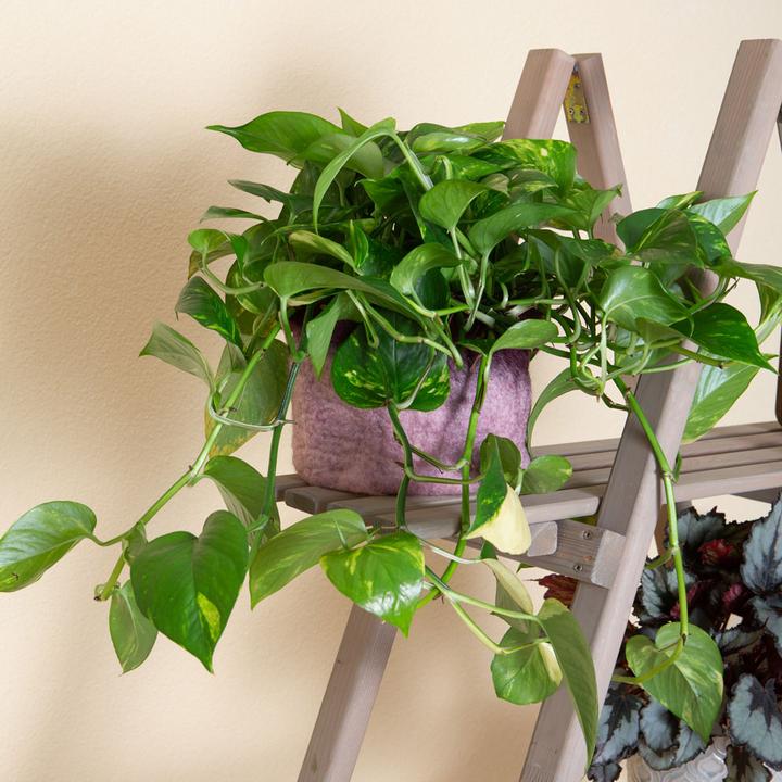 Produktbild VEG and the City Firat (Efeutute Epipremnum aureum) (20 cm)