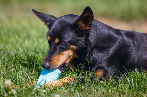 Actual product image Beeztees Fill-n-Freeze (Dog chew toy)